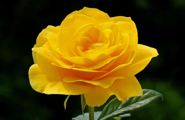 Обои картинки фото цветы, розы, желтый, лепестки