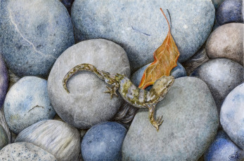 Картинка рисованные животные +ящерицы ящерица листок лист камни