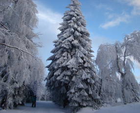Картинка природа зима ели снег деревья