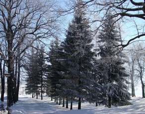 Картинка природа зима лес деревья снег иней
