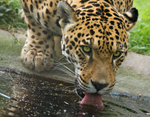 Картинка животные Ягуары кошка хищник морда язык водопой
