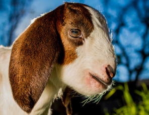 Картинка животные козы коза профиль козлёнок