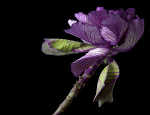 Картинка цветы декоративная+капуста цветок чёрный фон капуста макро