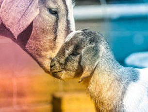 Картинка животные козы мама малыш