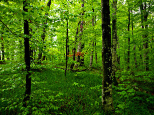 Картинка природа лес деревья зелень