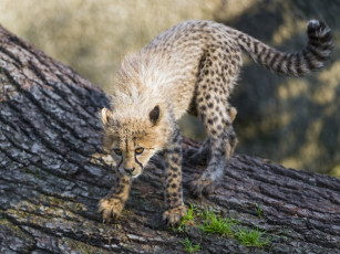 Картинка животные гепарды кошка детёныш котёнок поза морда лапы кора