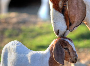 Картинка животные козы коза козлёнок малыш мама пара