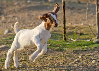 Картинка животные козы скачет коза козлёнок