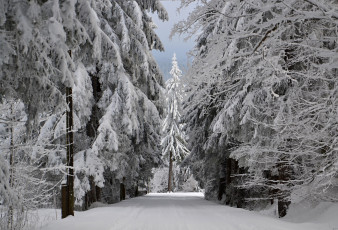 Картинка природа зима иней снег деревья лес