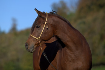 Картинка автор +oliverseitz животные лошади красавец шея морда профиль гнедой конь