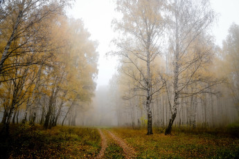 Картинка природа дороги деревья березы туман осень