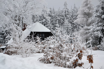 Картинка природа зима лес деревья снег иней дом