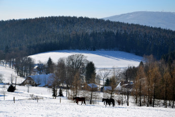 Картинка природа зима лес деревья снег иней дома лошади