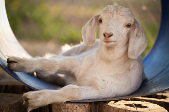 Картинка животные козы козлёнок малыш обработка белый