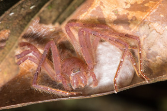 Картинка животные пауки паук гнездо лист