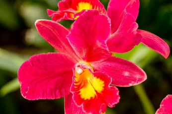 Картинка цветы орхидеи макро розовый яркий цвет лепестки