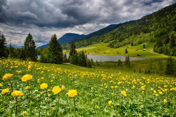 Картинка природа луга горы лес река цветы трава