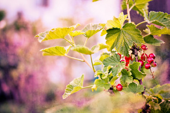 Картинка природа Ягоды фон красные ягоды листья ветки