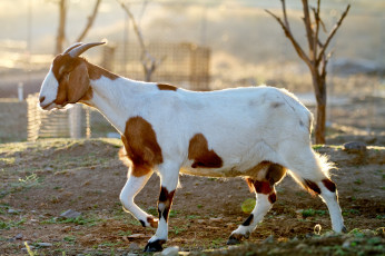 Картинка животные козы пятнистая коза