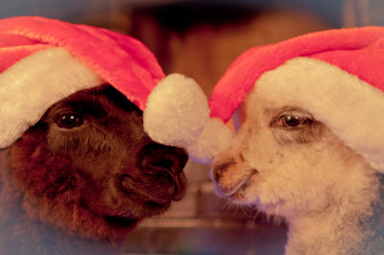 Картинка животные ламы шапки новый год