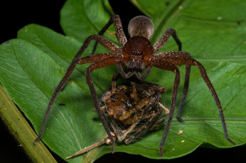 Картинка животные пауки лист паук макро насекомое