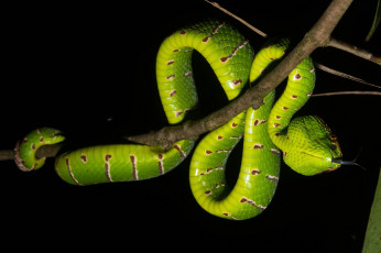 Картинка животные змеи +питоны +кобры ночь ветка змея