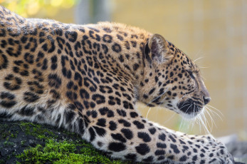 Картинка животные леопарды кошка хищник профиль пятна зоопарк