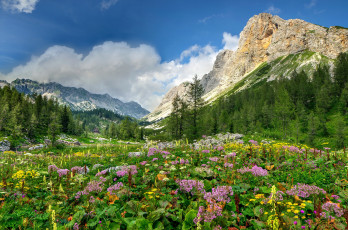 Картинка природа луга цветы деревья альпы горы