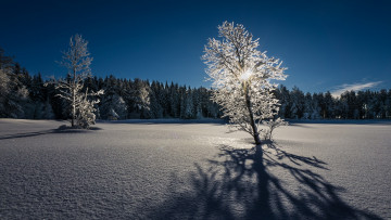 Картинка природа восходы закаты свет снег деревья пейзаж зима