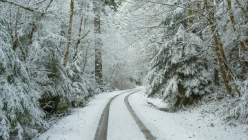 Картинка природа зима снег дорога лес