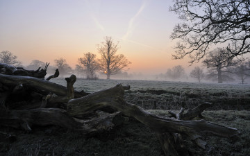 Картинка природа пейзажи деревья туман утро поле