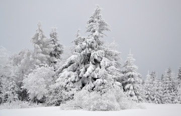 Картинка природа зима лес деревья снег иней ели
