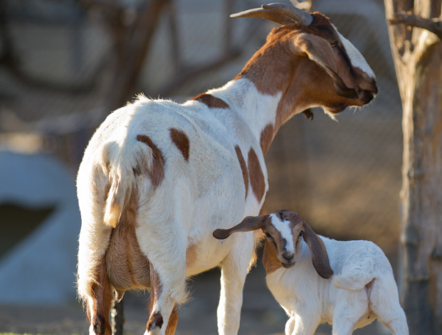 Обои картинки фото животные, козы, мама, малыш, пара, козлёнок, коза