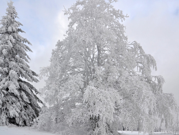 Обои картинки фото природа, зима, лес, иней, снег, деревья