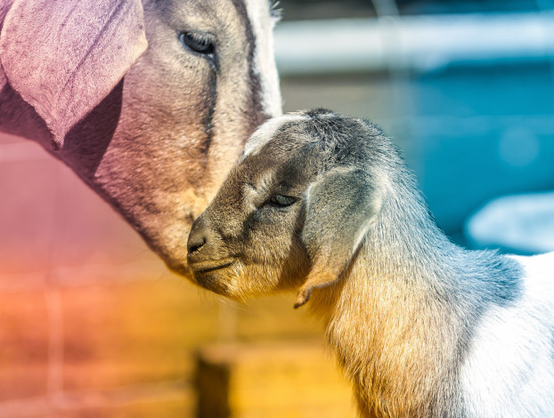 Обои картинки фото животные, козы, мама, малыш