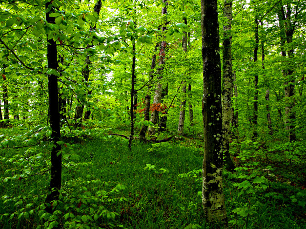 Обои картинки фото природа, лес, деревья, зелень