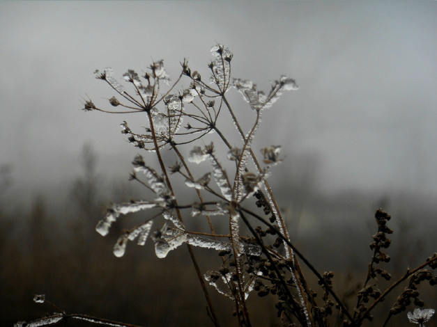 Обои картинки фото природа, макро, лёд