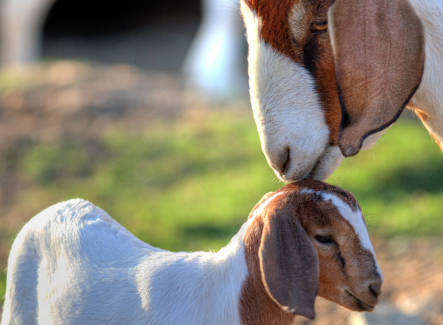 Обои картинки фото животные, козы, коза, козлёнок, малыш, мама, пара