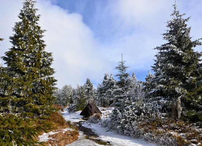 Обои картинки фото природа, зима, иней, деревья, снег, лес