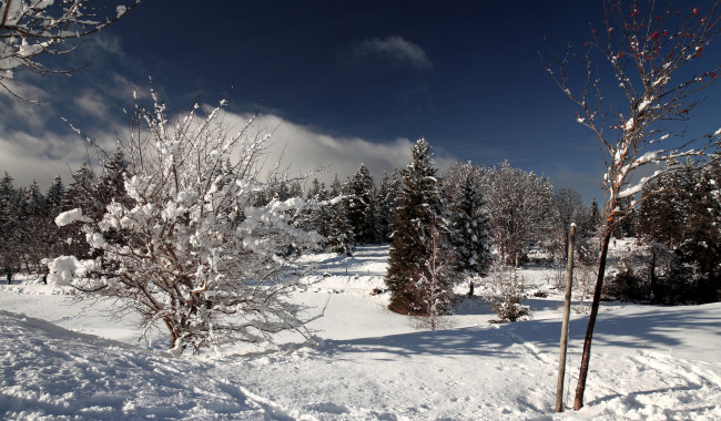 Обои картинки фото природа, зима, поле, снег, деревья