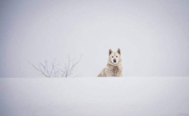 Обои картинки фото животные, собаки, пёс, морда, зима, снег, белый