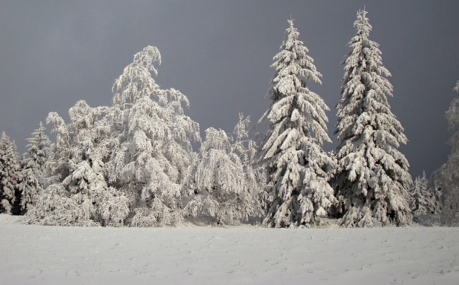Обои картинки фото природа, зима, деревья, ели, снег