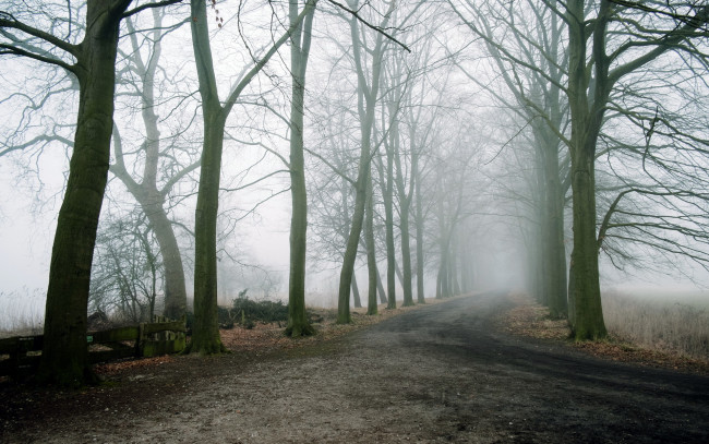 Обои картинки фото природа, дороги, туман, деревья