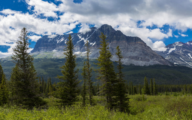 Обои картинки фото природа, горы, сша, glacier, montana, лес, облака, кусты, деревья