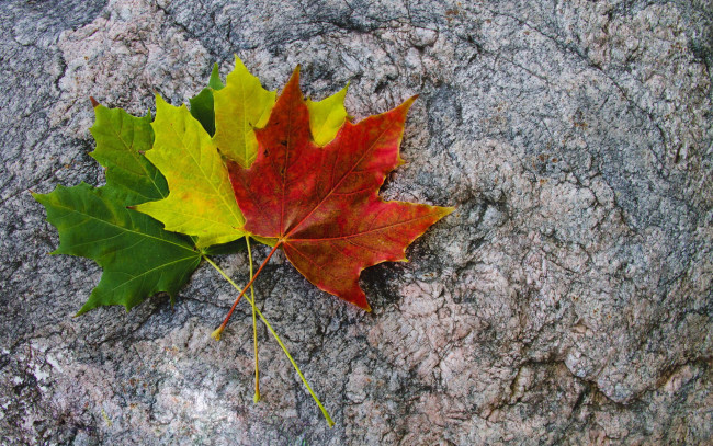 Обои картинки фото природа, листья, осенние, зеленый, желтый, красный, три, разноцветные, кленовые