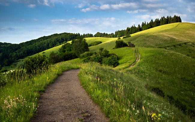 Обои картинки фото природа, пейзажи, деревья, трава, зелень, луга, поля, леса, холмы, тропа