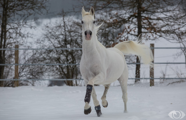 Обои картинки фото автор,  oliverseitz, животные, лошади, конь, загон, зима, снег, бег, грива, грация, красавец