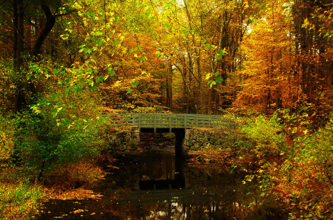 Обои картинки фото природа, парк, осень, листья, деревья, мост, пруд, лес