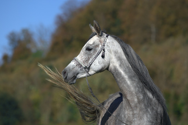 Обои картинки фото автор,  oliverseitz, животные, лошади, конь, серый, морда, профиль, хвост