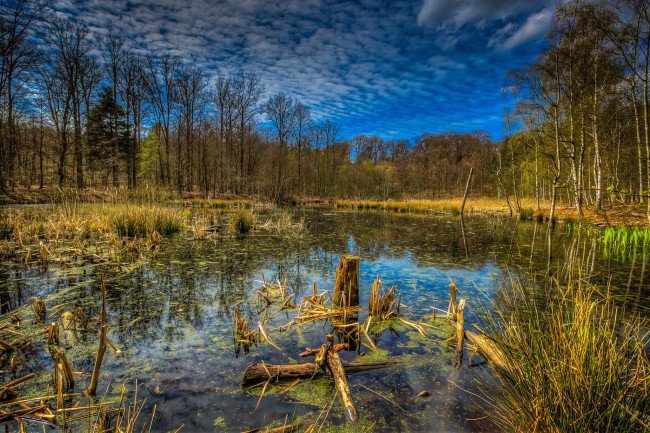 Обои картинки фото природа, реки, озера, тростник, ряска, лес, озеро